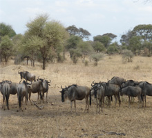 african-savannah-safari-kenya