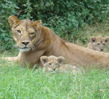 lakes-and-lions