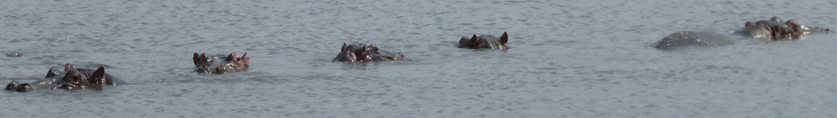 hippos