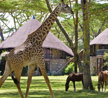 naivasha-kenya