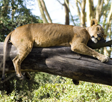 lala-salama-safari-kenya