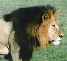 masai-mara-lion-safari