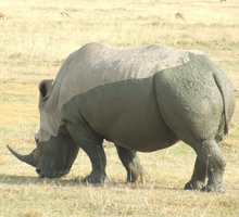 mambo-jambo-safari-kenya