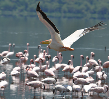 orthinology-nakuru-kenya-flamingo-at-nakuru-safari