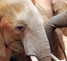 sweetwaters-safari-kenya